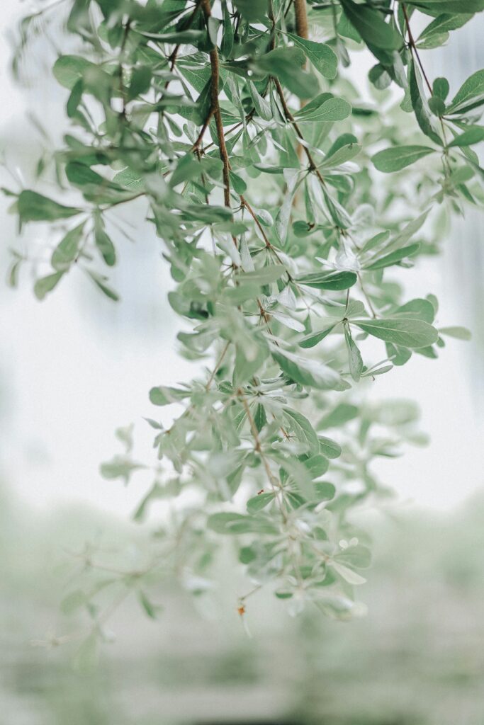plantes vertes