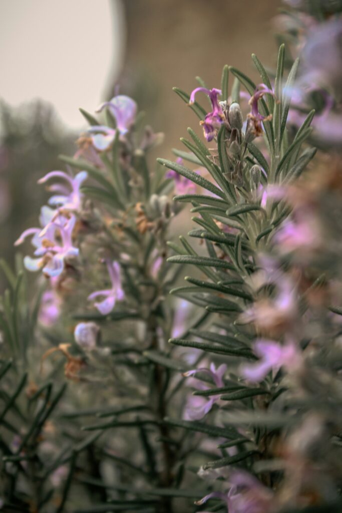 fleurs roses