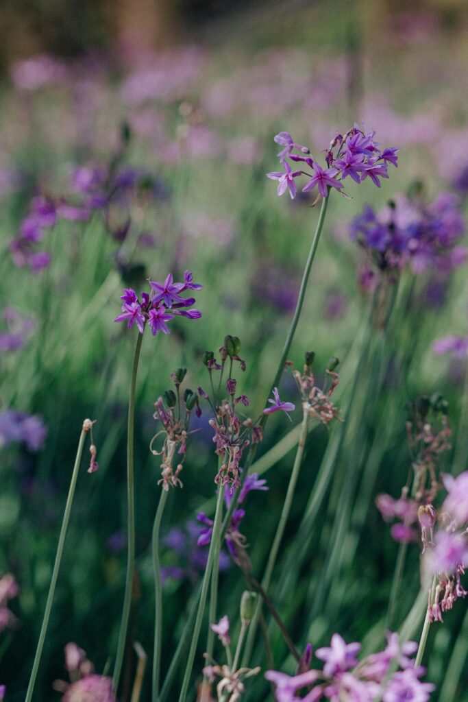fleurs violettes avec grande tige