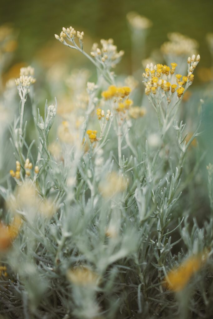 fleurs jaunes