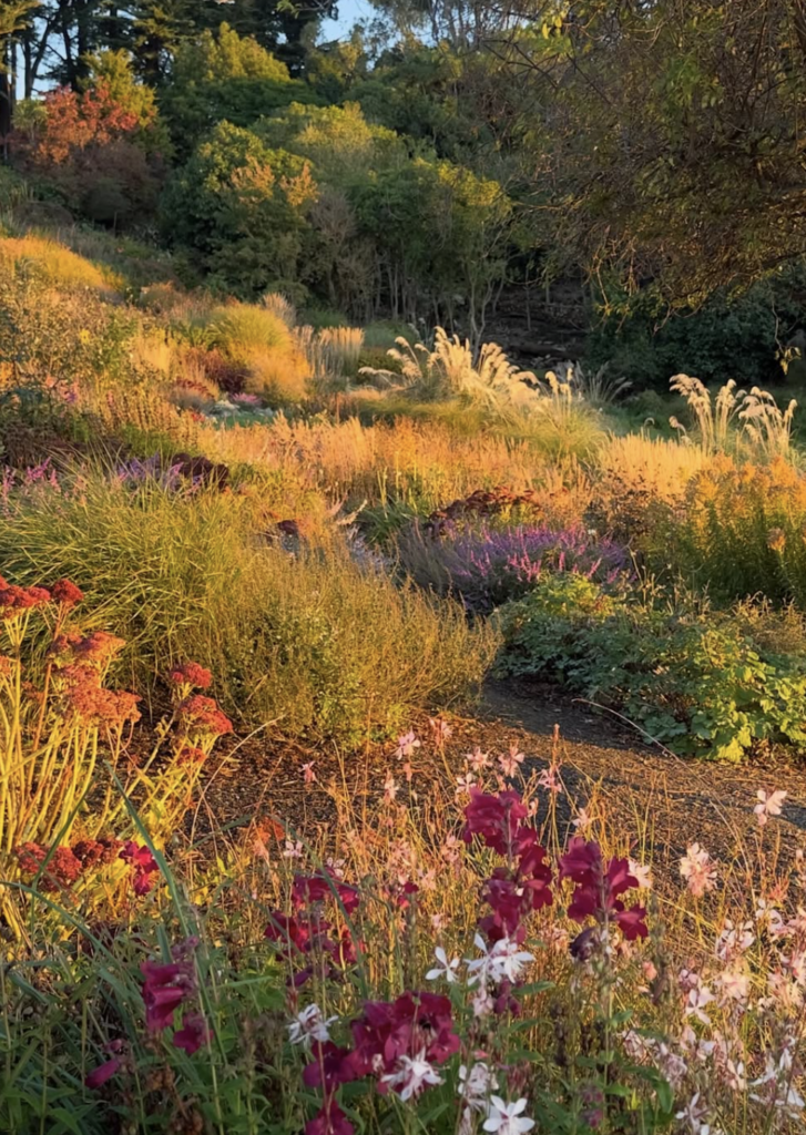 Paysage naturel très coloré avec fleurs et arbres